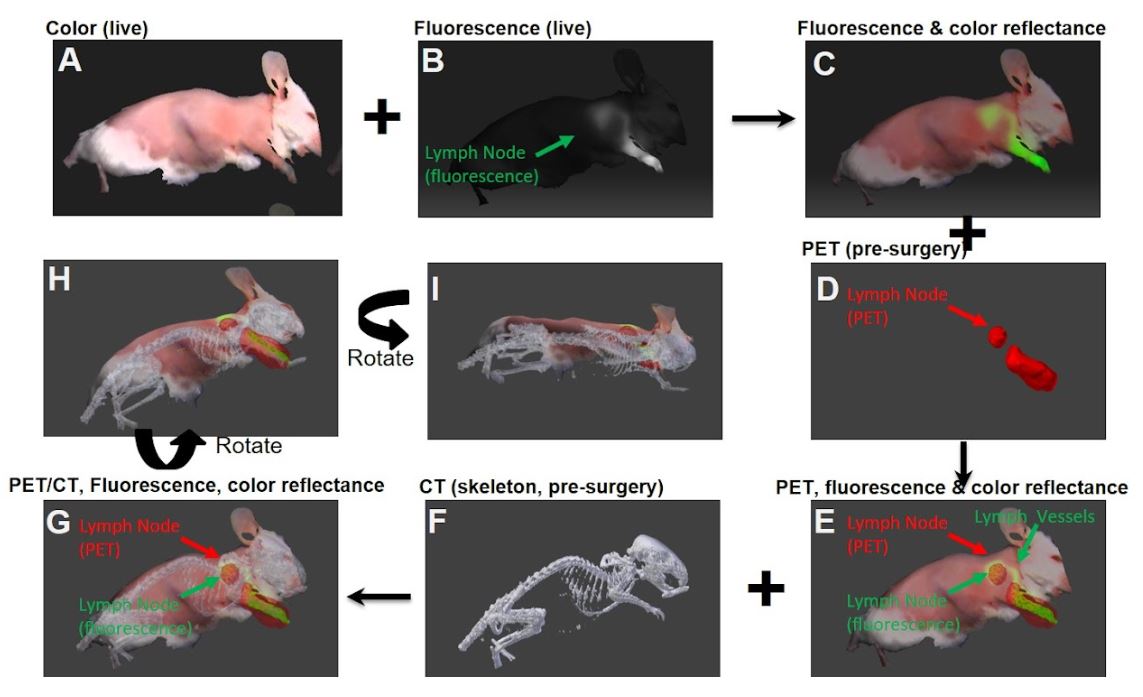 Images showing concurrent intraoperative fluorescence imaging and dynamic, real-time, CT-based navigation